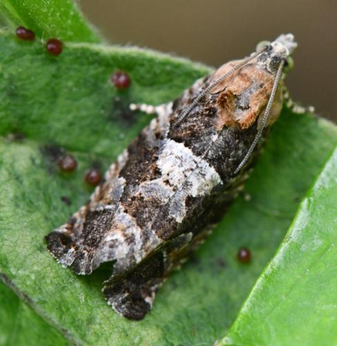 Réf. 305 650 : Eudemis sp.